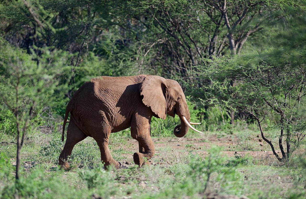 Severin Safari Camp Tsavo West National Park Dış mekan fotoğraf